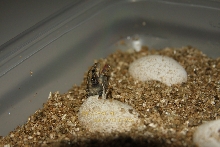 Angry Baby Granite Chuckwalla