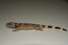 Hatchling Granite chuck