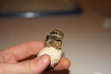 Hatching Granite chuck