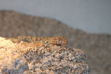 Petrosaurus mearnsi