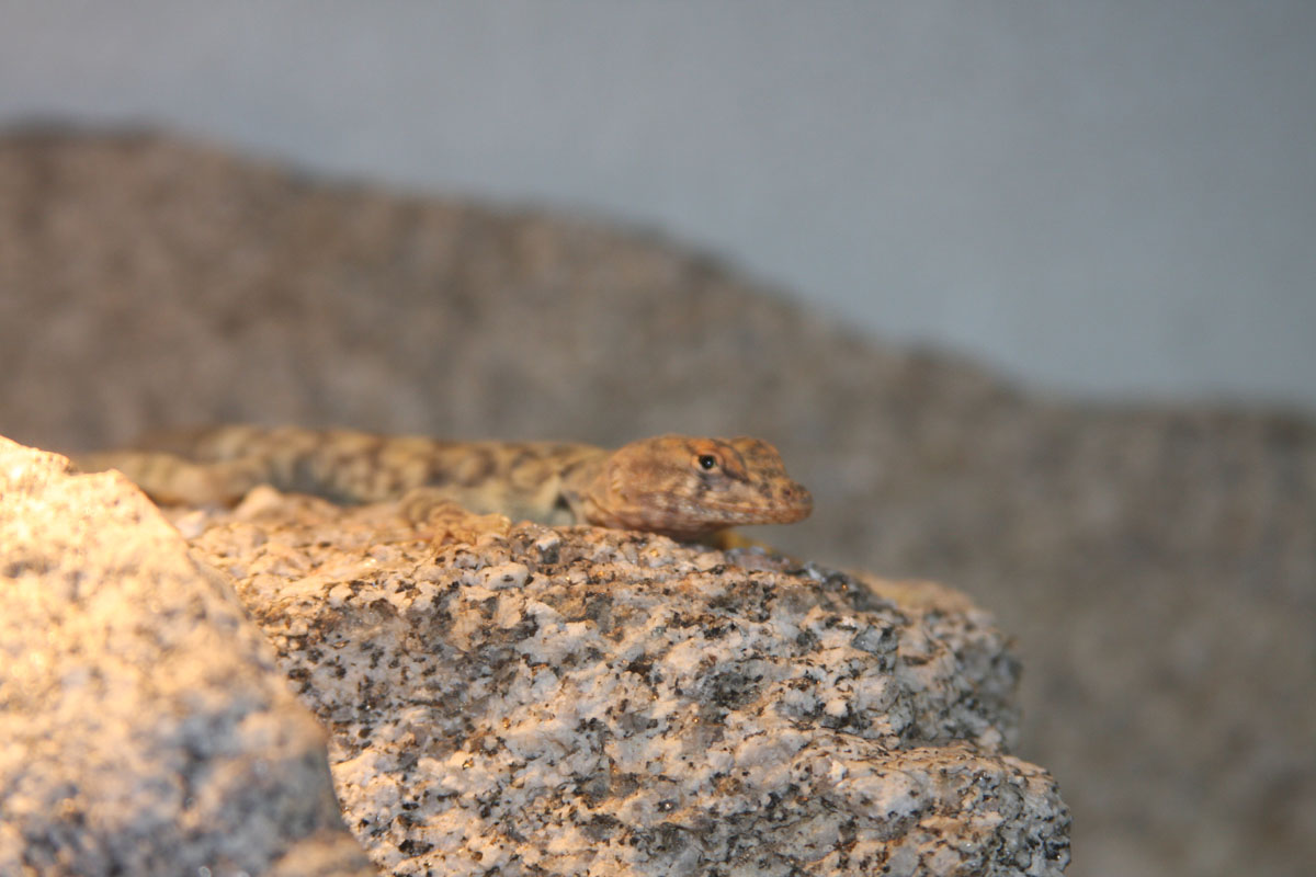 Petrosaurus mearnsi