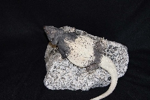 Male Granite Chuck
