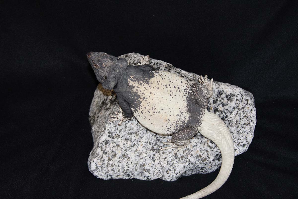 Male Granite Chuck