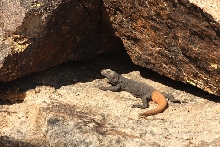 Male Carrot tail