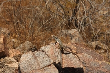 Female bicinctores