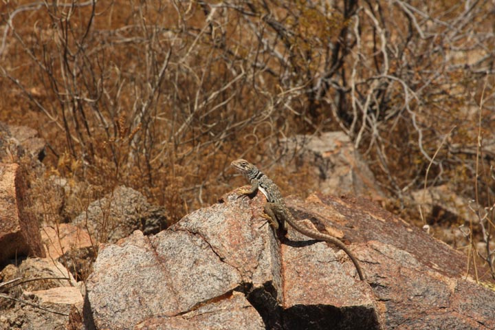 Female bicinctores