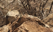 Peeking male C. nebrius