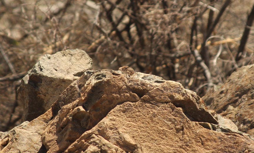 Peeking male C. nebrius