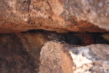 Male Redback