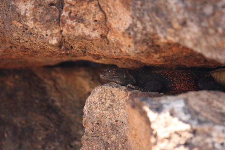 Male Redback