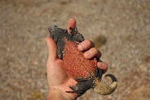 A Nice Redback
