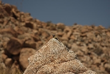 Wild male C. vestigium