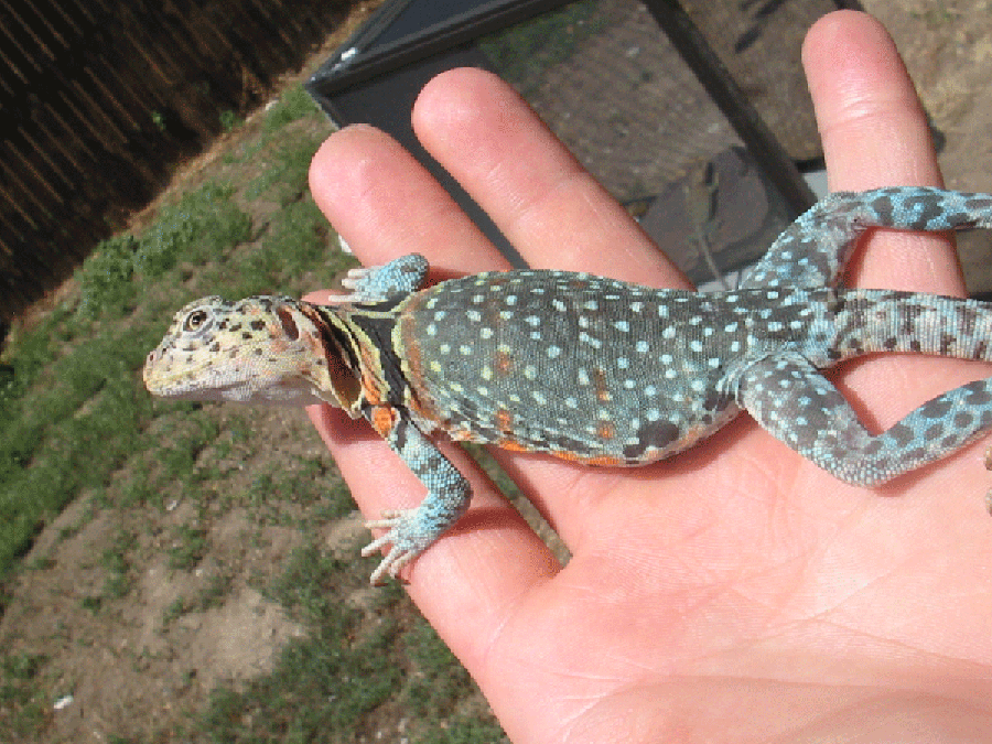 Blue female collaris