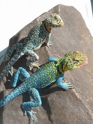 Blue collaris pair