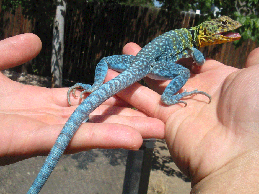 Blue Male Collaris