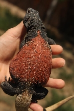 Male red back