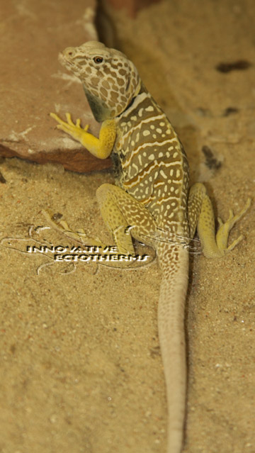 Young Male Baja