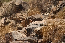 WT Red Back Chuckwalla