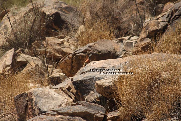 WT Red Back Chuckwalla