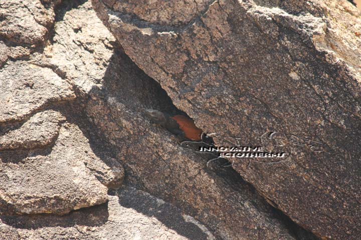 WT Red BAck Chuckwalla 2