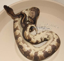 Not named yet