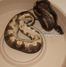 Not named yet