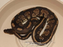 Not named yet