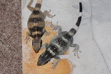Comparison; anery & normal granites