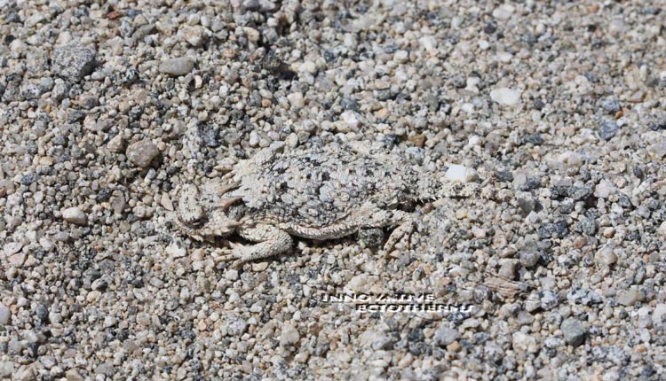 Desert horned lizard