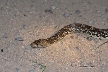 Sonoran gopher snake