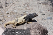 wild granite chuck