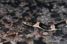 Longnose snake