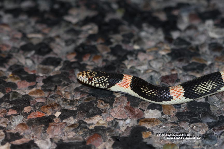Longnose snake