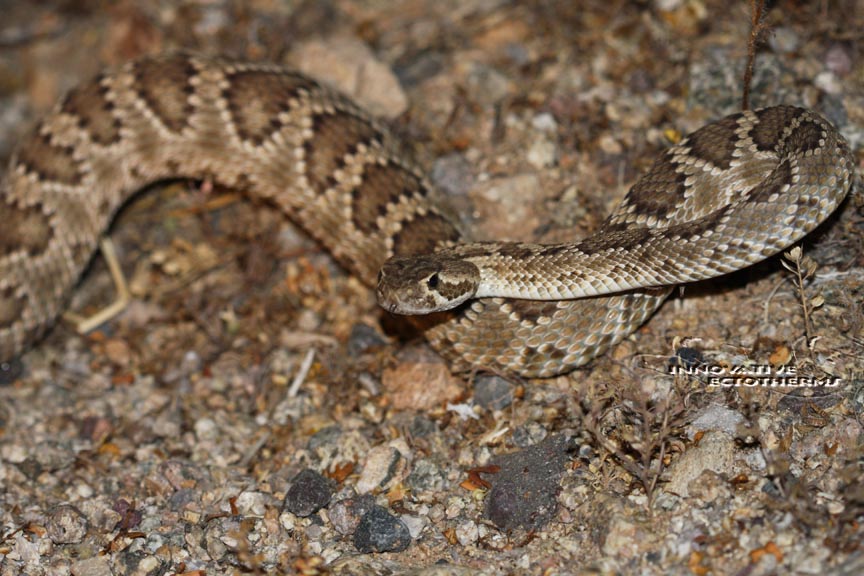Mojave