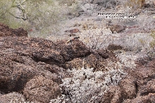 Redback in habitat