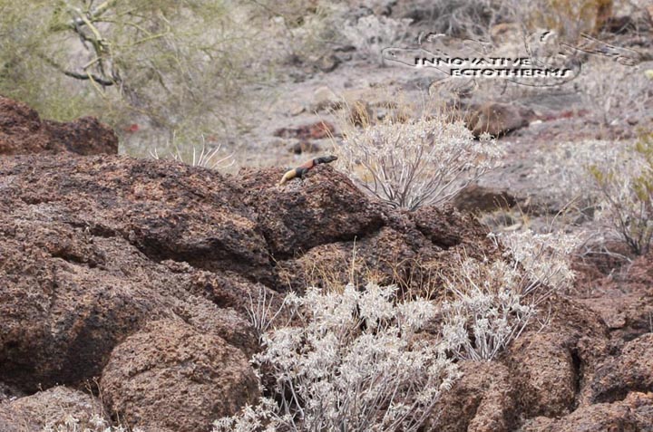 Redback in habitat