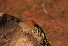 Utah Yellow head