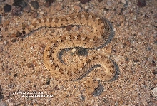 Sidewinder 1