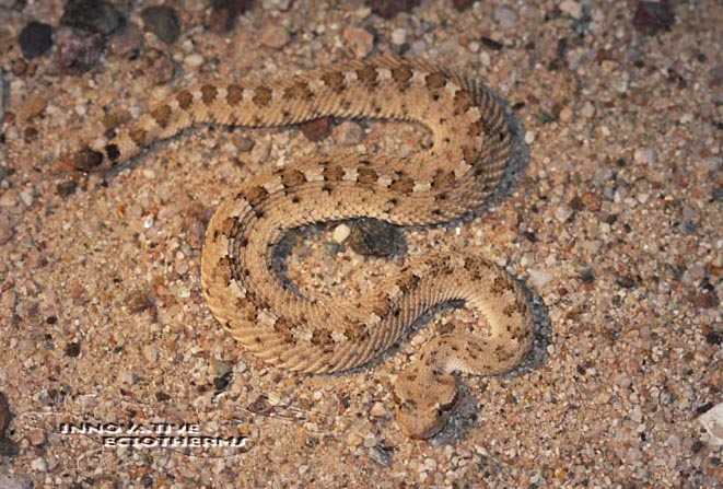 Sidewinder 1
