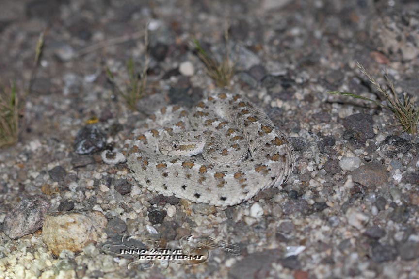 Sidewinder 2