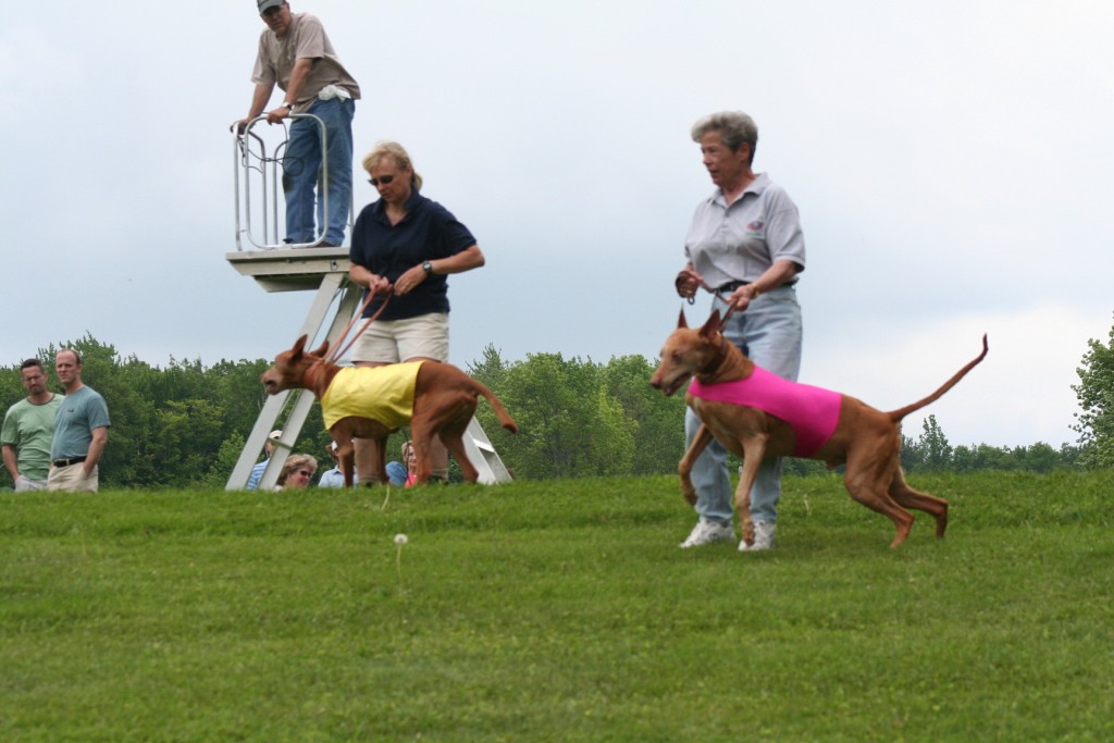Luxor @ NERRC Trial in VT 2007-6-9