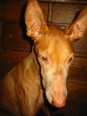 Luxor's 11th birthday 9