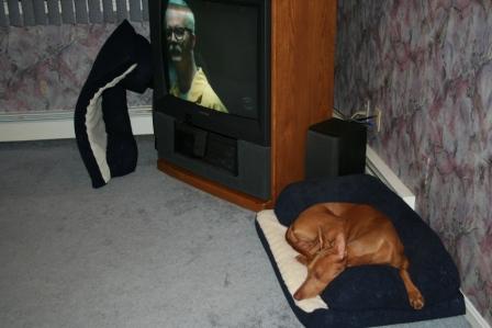 Sultan 2008 repositioning his pillow in living room