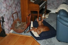 Sultan 2008 repositioning his pillow in living room