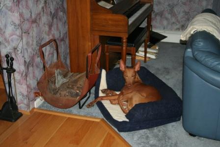 Sultan 2008 repositioning his pillow in living room