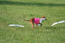 2008 ASFA II Gillette Stake run