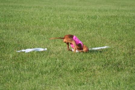 2008 Sultan ASFA II Gillette Stake run