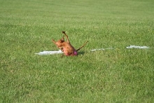 2008 Sultan ASFA II Gillette Stake run