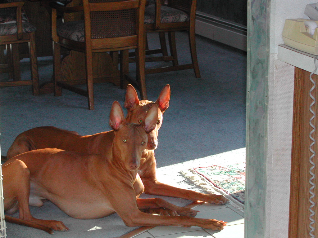 Luxor Sultan centered ears