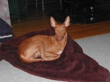 Sultan with comforter as an Igloo!